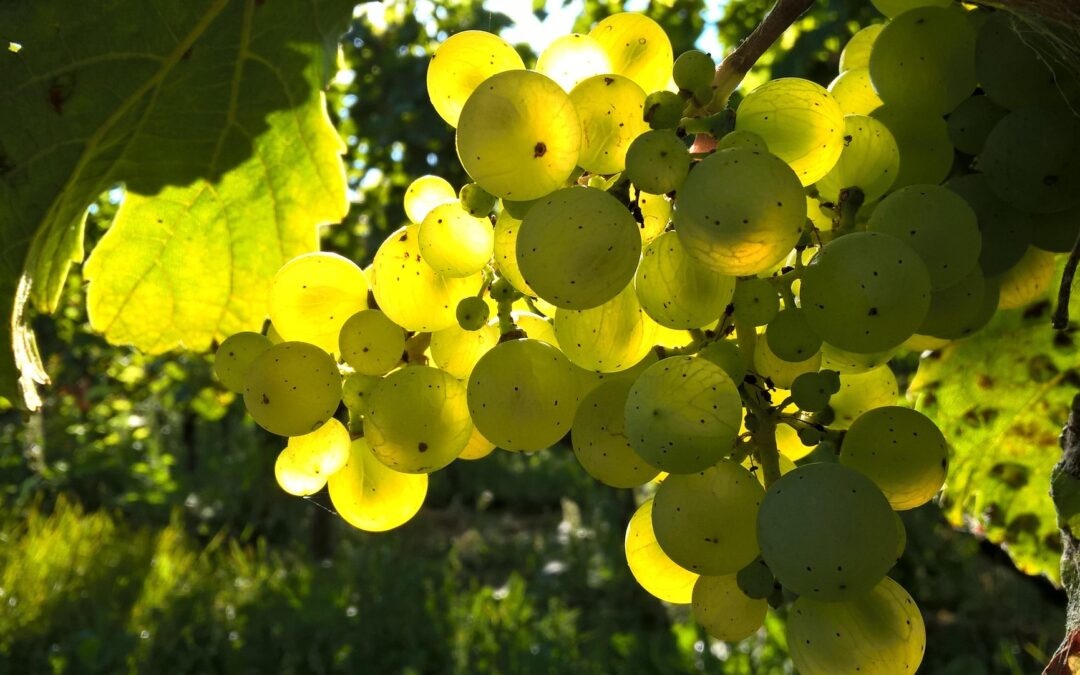 Levél a Kossuth Utcai Gyülekezetnek – 2025. Újbor