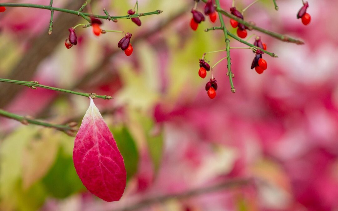 Levél a Kossuth Utcai Gyülekezetnek – 2026. Nagyböjt