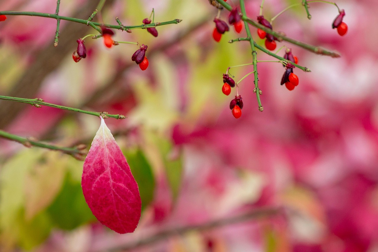 debannja-leaves-5733752_1280