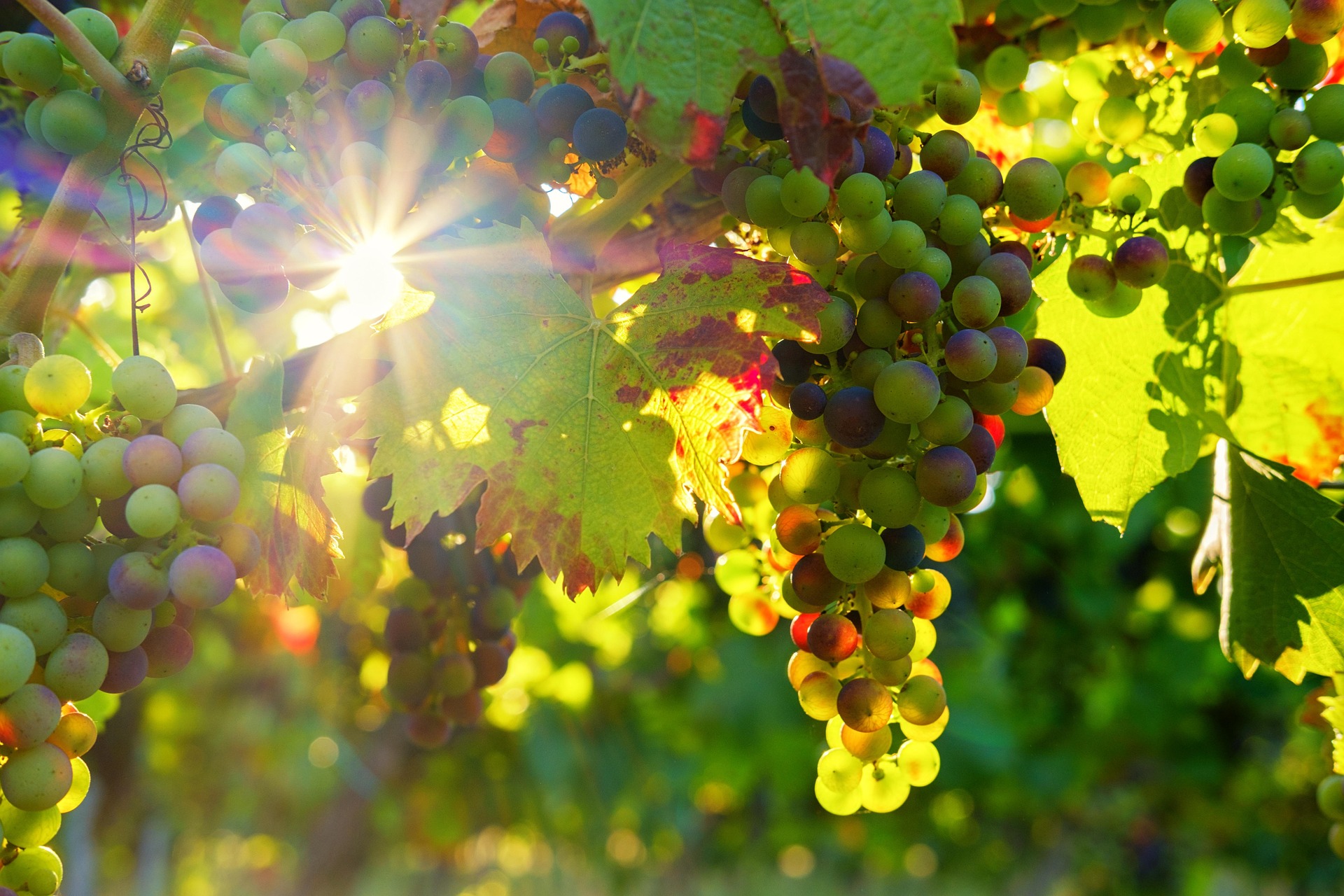 bru-no-grapes-3550729_1920